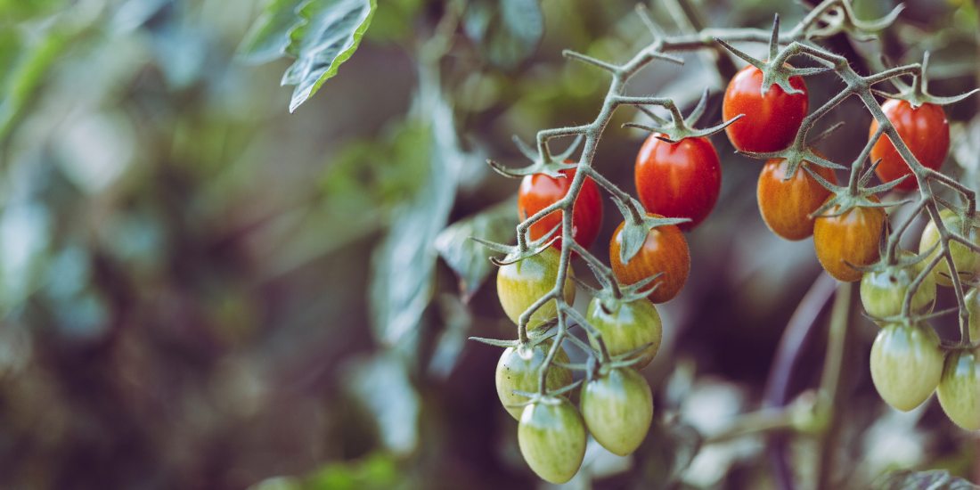 Container Gardening 101